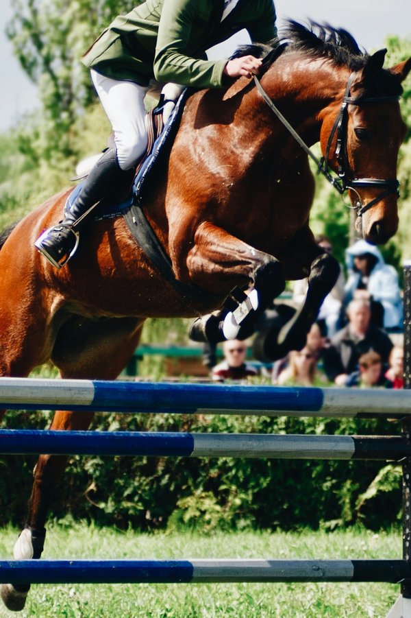 Saut d'obstacles : une discipline phare dans le domaine de l'équitation